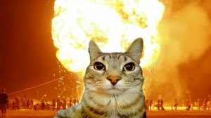 Сбеги от цунами ради брейнротов