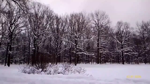 Главный ботанический сад имени Н. В. Цицина РАН 22.01.2026