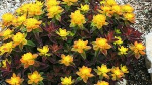 Самые выгодные цветы для сада! Совершенно неприхотливые и декоративно выглядят все лето