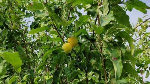 Золотая китайка