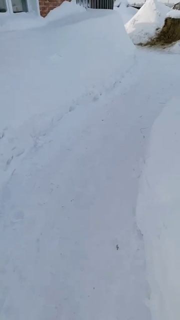 Гуси и утки в крепко Сибирском морозе❄️