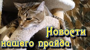 Новости нашего прайда.