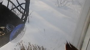 кусочек Котика