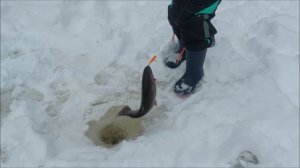 Поимки форели на активные и пассивные снасти. Клёвое место, Лосиный остров, спорт-зона.