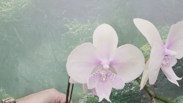 a125 смотреть онлайн