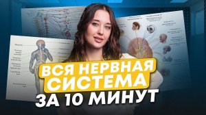 НЕРВНАЯ СИСТЕМА человека для ОГЭ по биологии / Симпатическая и парасимпатическая нервная система
