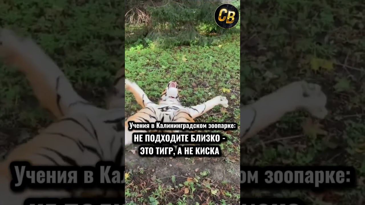 ОСТОРОЖНО ТИГРЫ #шортс #тигры смотреть онлайн