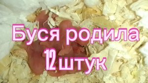 Буся стала мамой. #хомяки