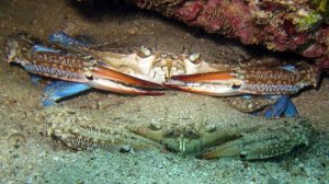 Около берега нахожу двух крабов. Верхний (агрессивен) поднимает клешни.