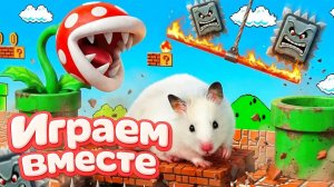 МАРИО ЛАБИРИНТ ДЛЯ ХОМЯКА ! Выбираемся вместе из игры МАРИО ! Видео для детей ЧАСТЬ 2