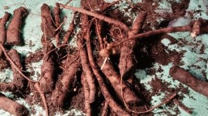 Слепые корни пионов, январь 2026