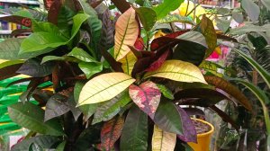 🌿🦋ЛЕМАНА ПРО🌸БОЛЬШОЙ ОБЗОР ЦВЕТОВ🌿🦋январь 2026