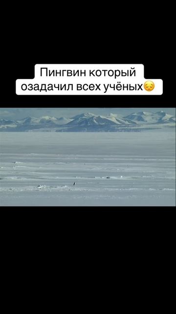 Только чистые сердцем пойдут последней тропой