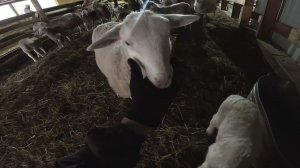 Дорожники против бобра ! Трактор отремонтировал ! ХУТОР В ЛЕСУ №910