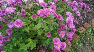 Хризантема корейская просто создана для роскошной клумбы: правила ухода