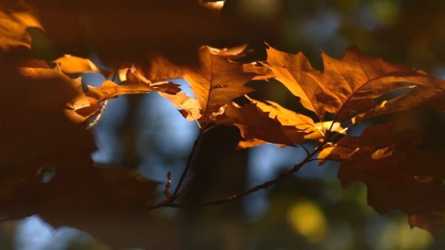 Осень - ТАЙМЛАПС смотреть онлайн