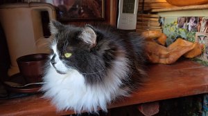 Яркий закат, птицы за окнами и грядущий снегопад