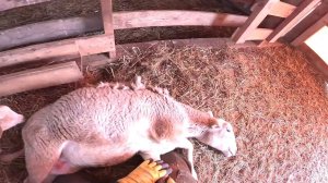 Завалил проверить !Трактор сломался... ХУТОР В ЛЕСУ №953