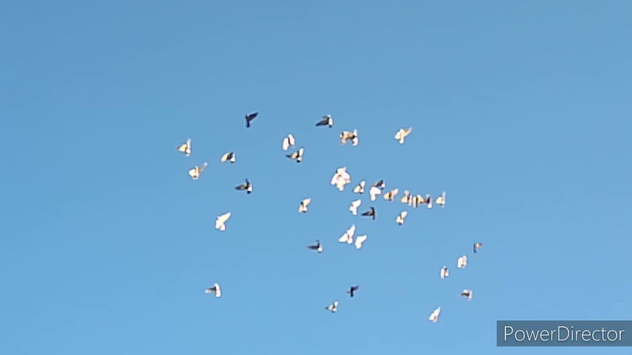 гон голубей 05.12.21г.