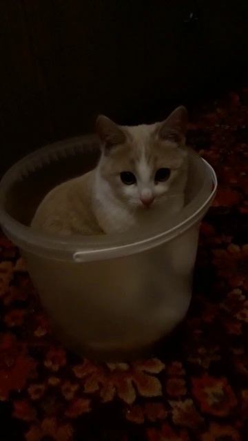 Прекрасное ведёрко