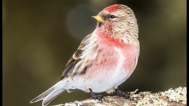 Звук природы. Птицы. Пение птицы Обыкновенная чечетка на берегу озера в лесу смотреть онлайн