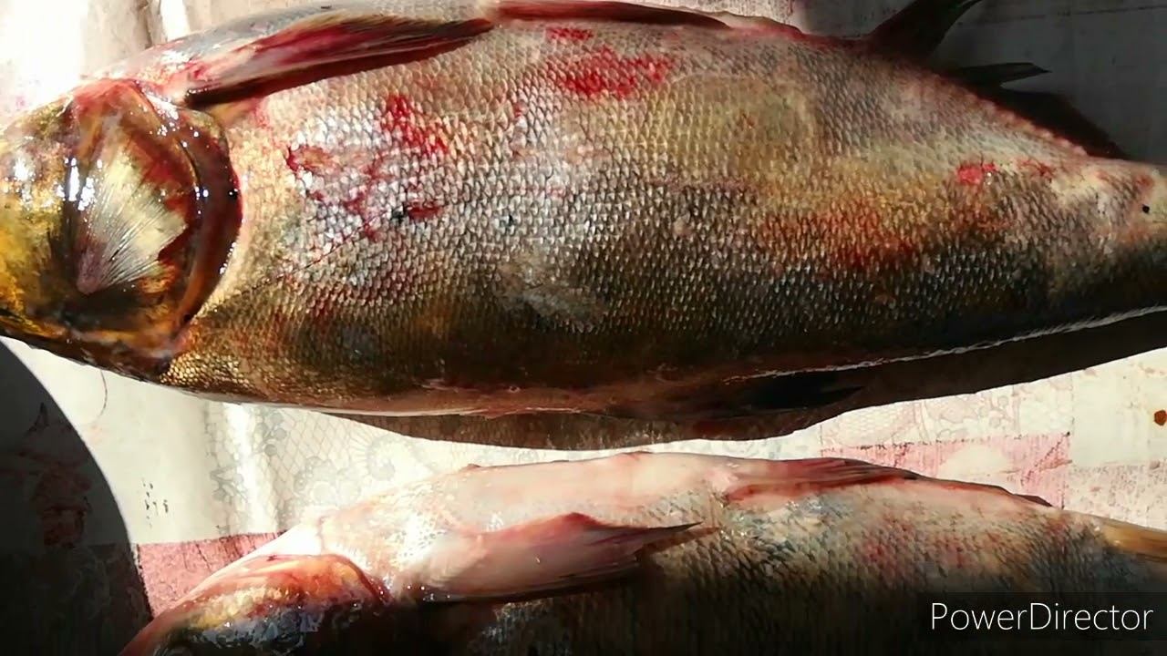 Готовим коктал