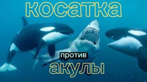 КОСАТКА АТАКУЕТ АКУЛУ