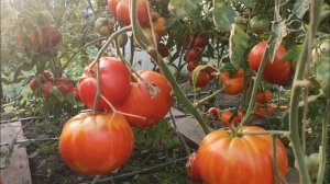 pomidom.ru Помидоры - Морозовский