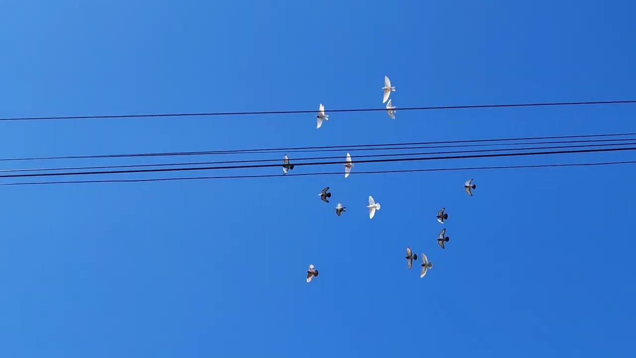 Гон голубей 23.04.2022г.