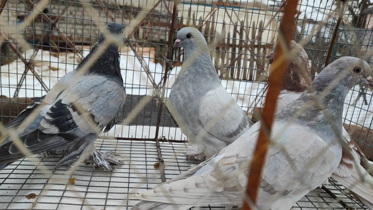 МОЛОДЫЕ ГОЛУБИ