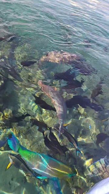 В Красном море рыб кормить нельзя!🐠🐟