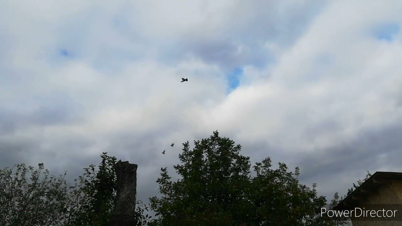 Ястреб тетеревятник атакует голубей