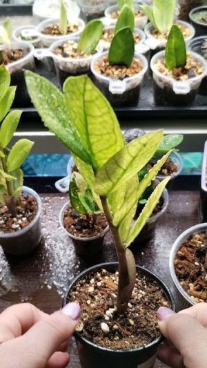 Замиокулькас