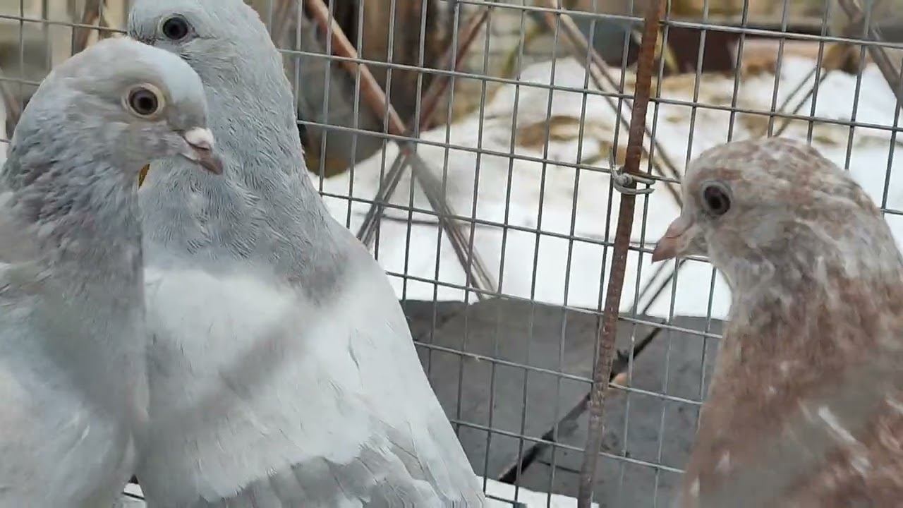 обзор молодых голубят