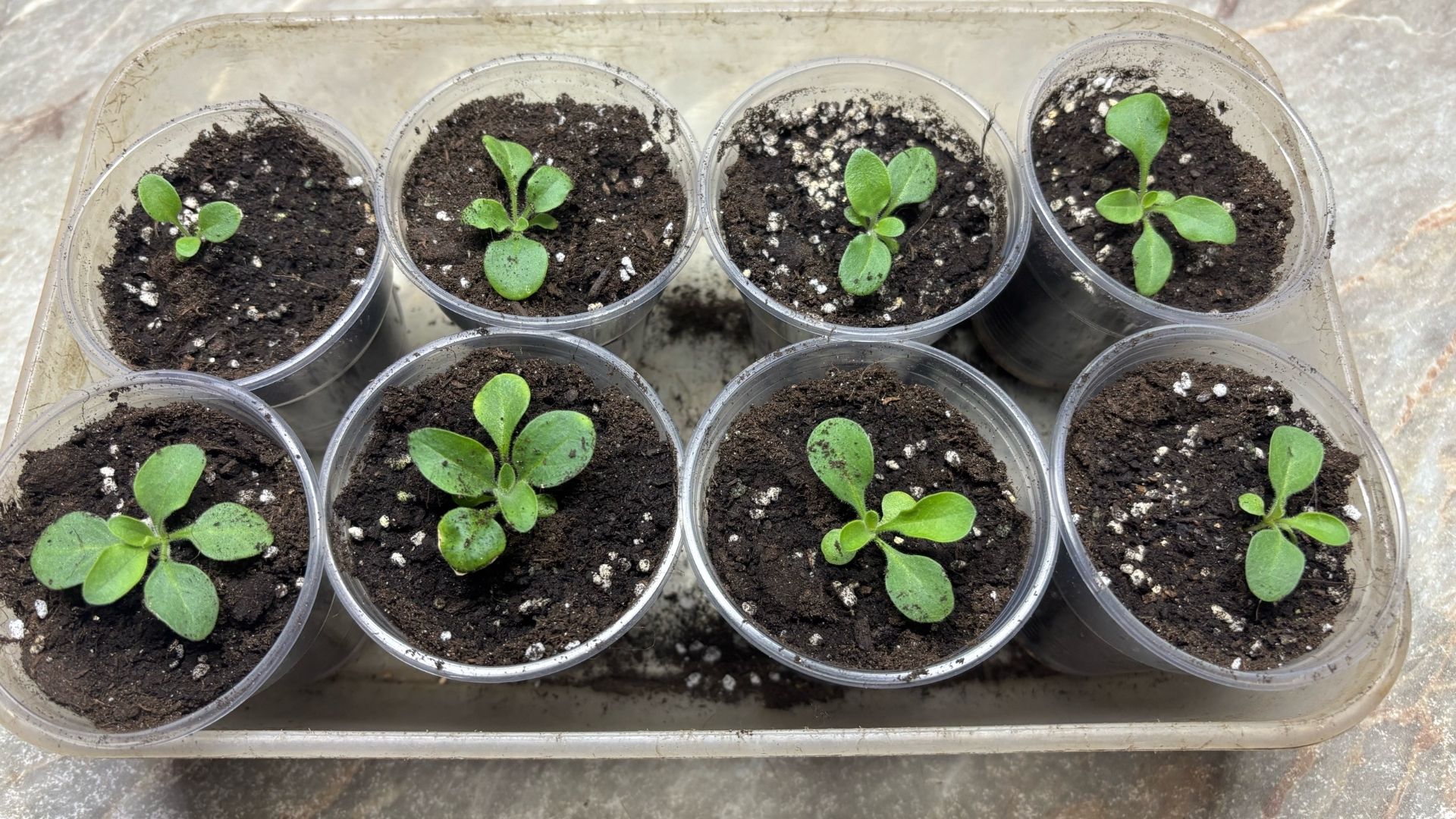 Пикировка ПЕТУНИЙ!! Не допускайте этих Ошибок при Посеве!!