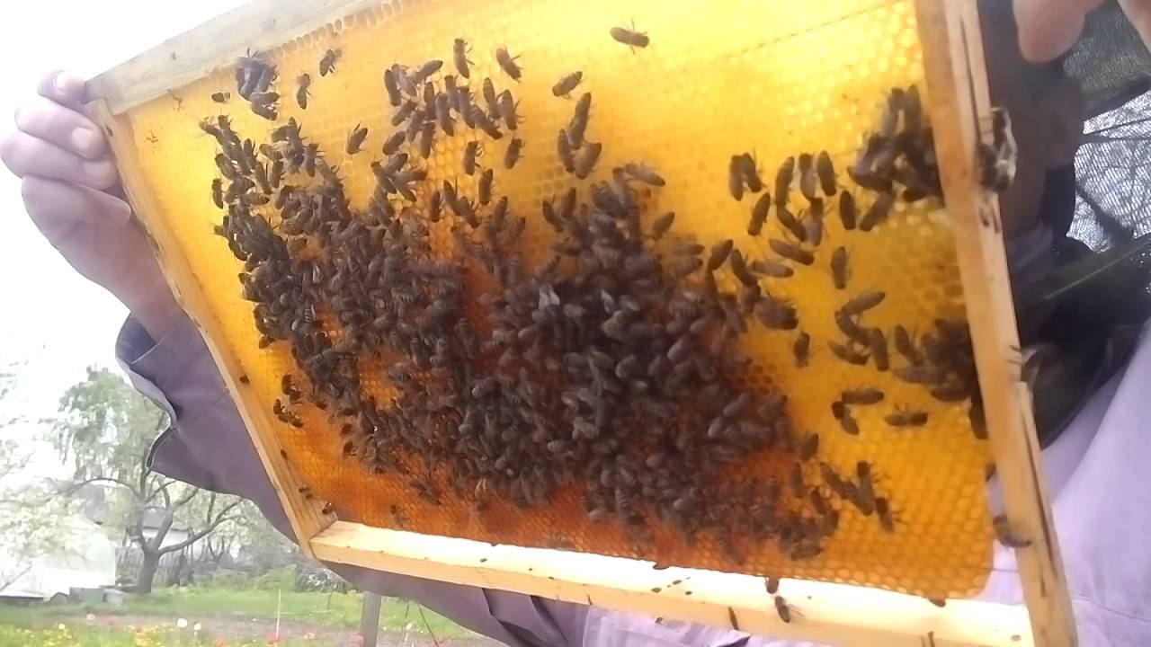 Мукачёвская карпатка