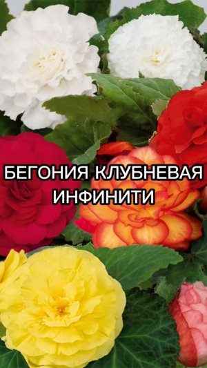 Эта серия бегонии идеально подойдет для кашпо и контейнеров!