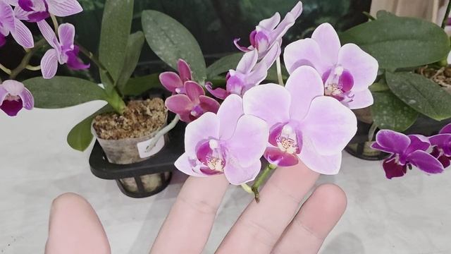 311 смотреть онлайн