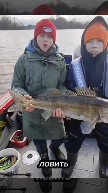 Детишки поймали огромного судака зимой на спиннинг! Гадают теперь, сколько весит? смотреть онлайн