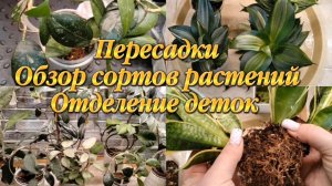 Обзор сортов растений | Пересадки | Отделение деток | ХОЙИ, САНСЕВИЕРИИ