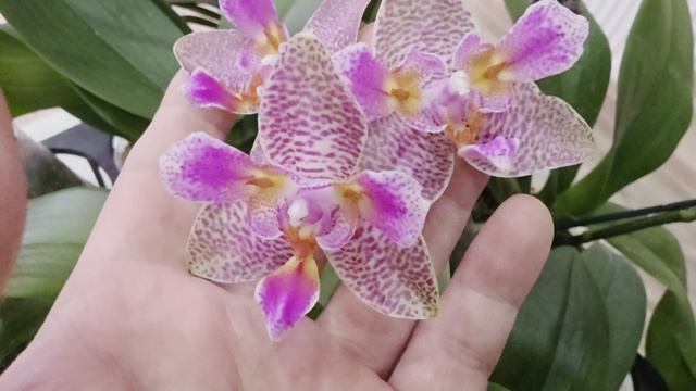 a106 смотреть онлайн