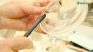 Посев на грибы. Видео с лаборатории. Грибковые инфекции, кандидоз, ответ специалиста.