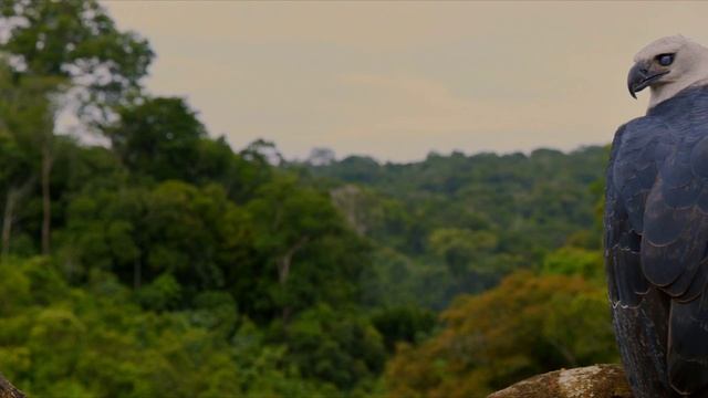 Амазония Инструкция по выживанию смотреть онлайн