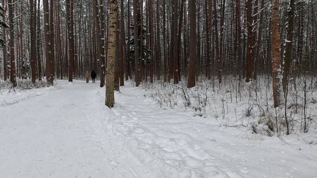 Прогулка по лесному массиву в Ямском парке в Завидово (часть 3)