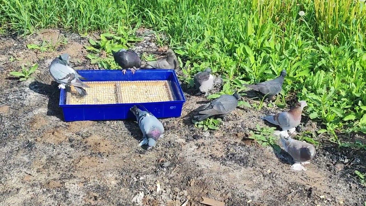 Занёс голубей в клетке,