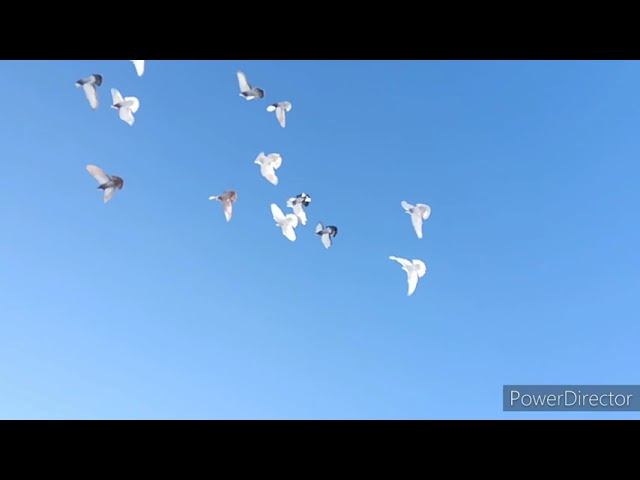 завоз бойных голубей на 6 км