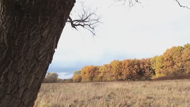 Цвет и монохром смотреть онлайн