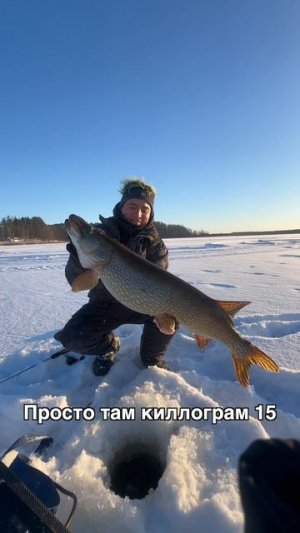 🐊ОГРОМНЫЕ ЩУКИ ЛЕНИНГРАДСКОЙ ОБЛАСТИ!  Полное видео – vkvideo.ru/video-211639139_456239706