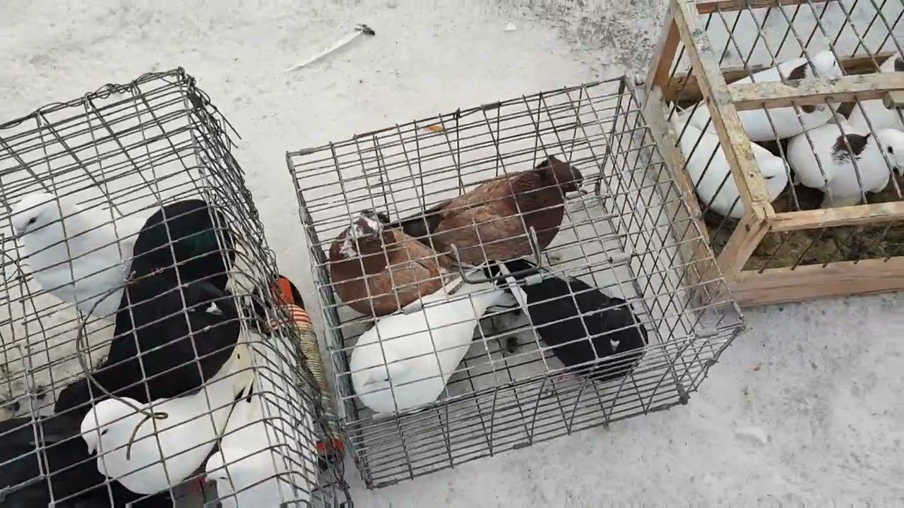 ярмарка голубей в Воронеже 13.02.2022г.