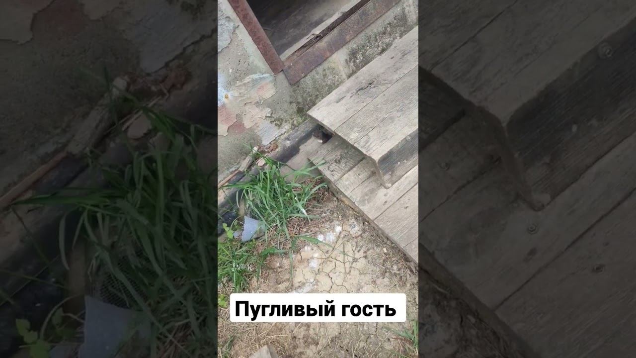 Пугливый гость на рыбалке